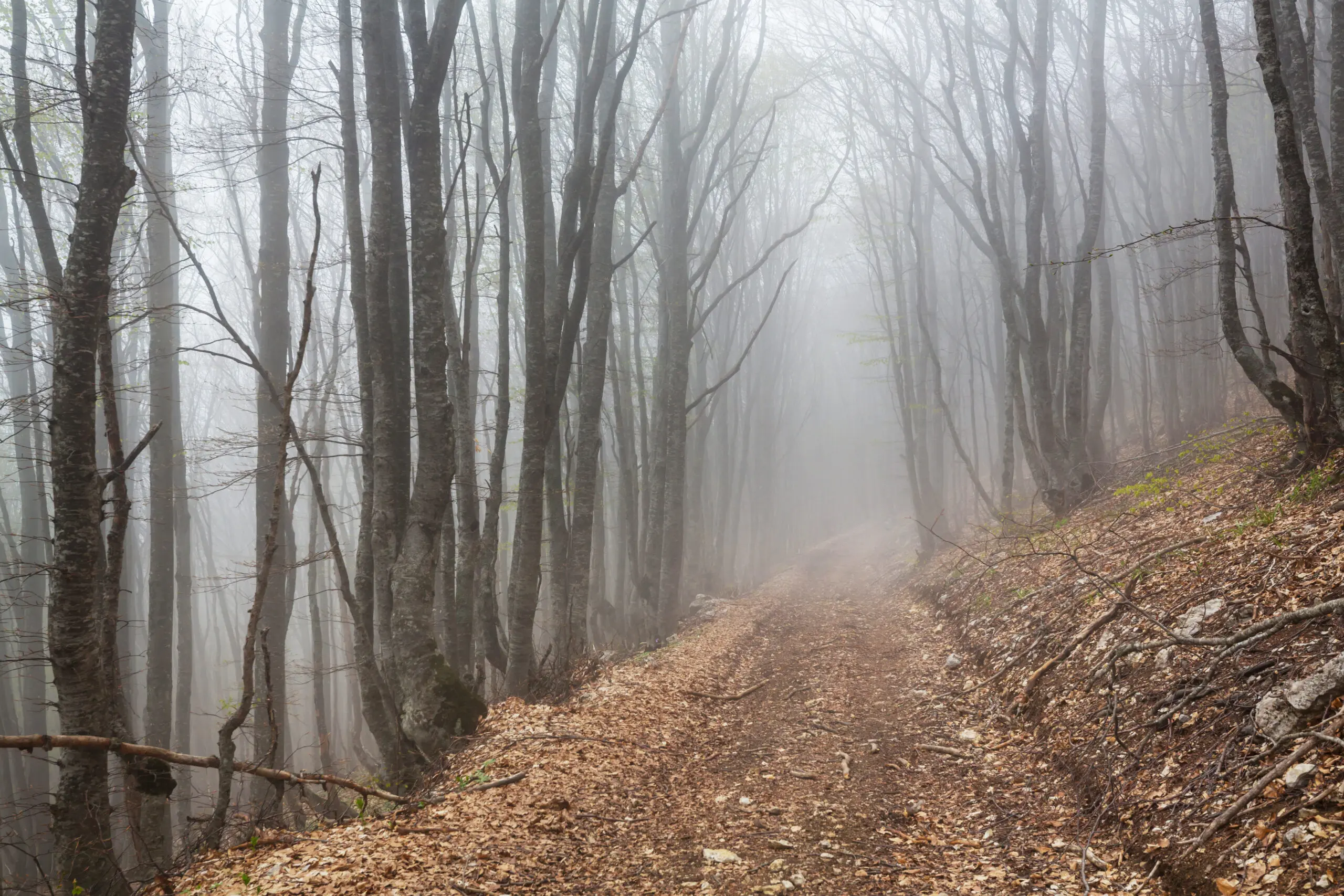 fog in the forest