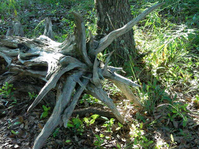 Weathered Wood Stump